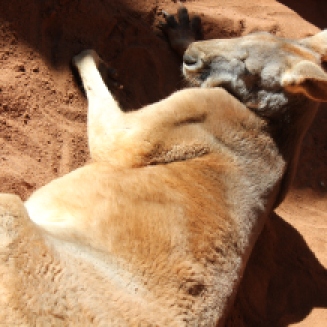 Red Kangaroo sunbathing